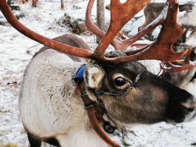 Rovaniemi: Reindeer, Huskies, Santa's Pets & Aurora Hunt - Evening: northern lights hunting with two spots, lake views, and phone tips
