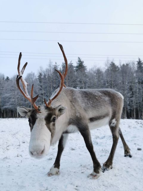 Rovaniemi: Reindeer, Huskies, Santa's Pets & Aurora Hunt - Who this tour is best for (and who should consider alternatives)