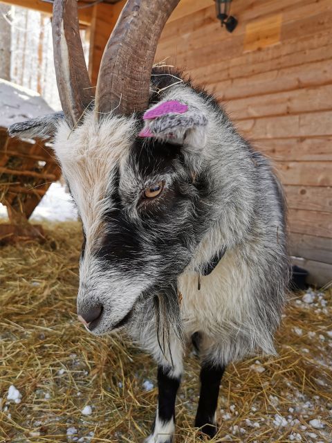 Rovaniemi: Santa's Reindeer and Husky Safari with Aurora BBQ - Key things that make this tour work in Rovaniemi