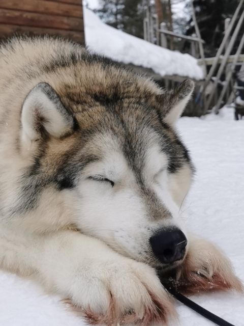Rovaniemi: Santa's Reindeer and Husky Safari with Aurora BBQ - Who this tour suits best (and who should skip it)