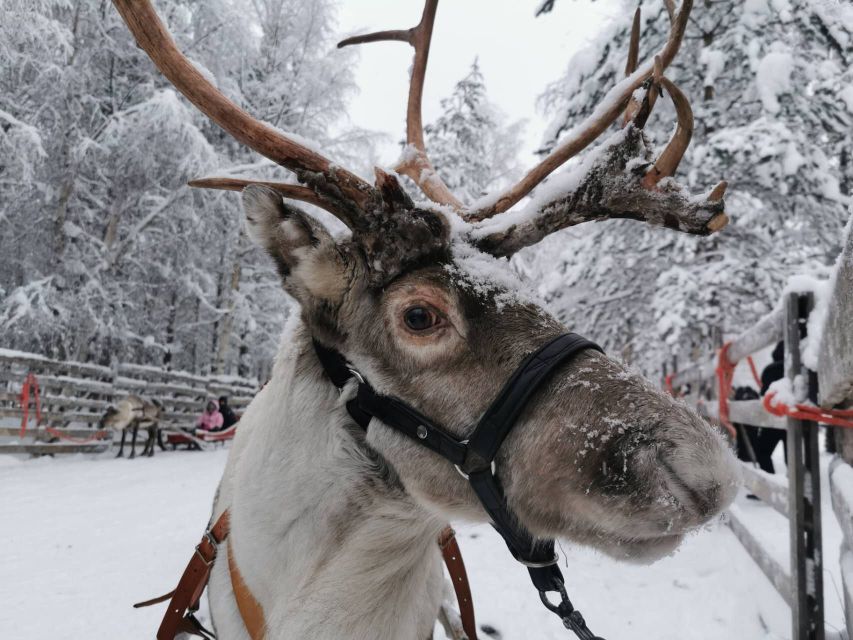 Rovaniemi: Santa's Reindeer and Husky Safari with Aurora BBQ - Reindeer encounters and the 400m Santa reindeer sleigh moment