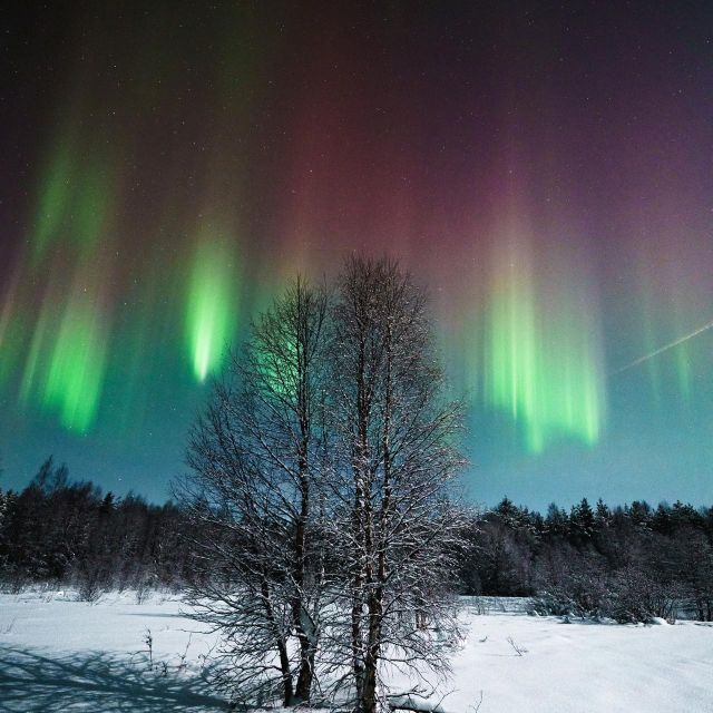 Rovaniemi: Small Group Aurora Hunt-full money back guarantee - The Guide Factor: English-Language Direction and Real Photo Help