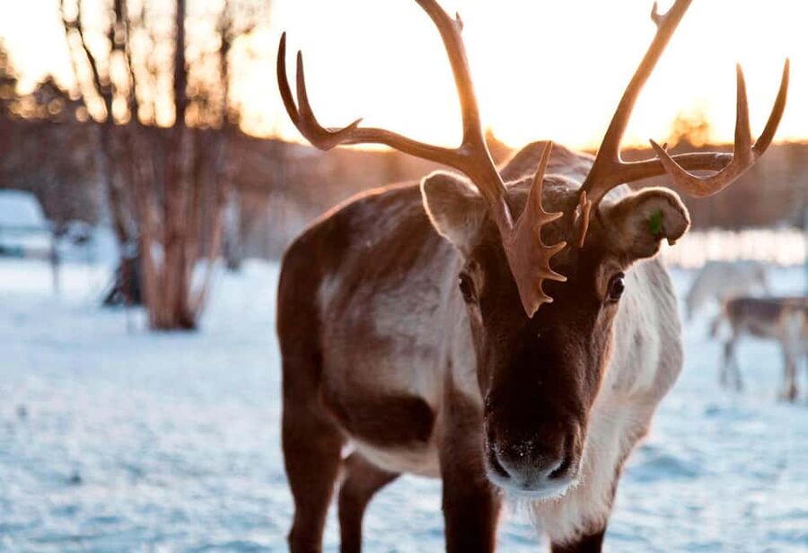 Saariselkä: Aurora Hunting & Reindeer Wilderness Experience - Kuukkeli Shopping Center pickup: easy start, simple end