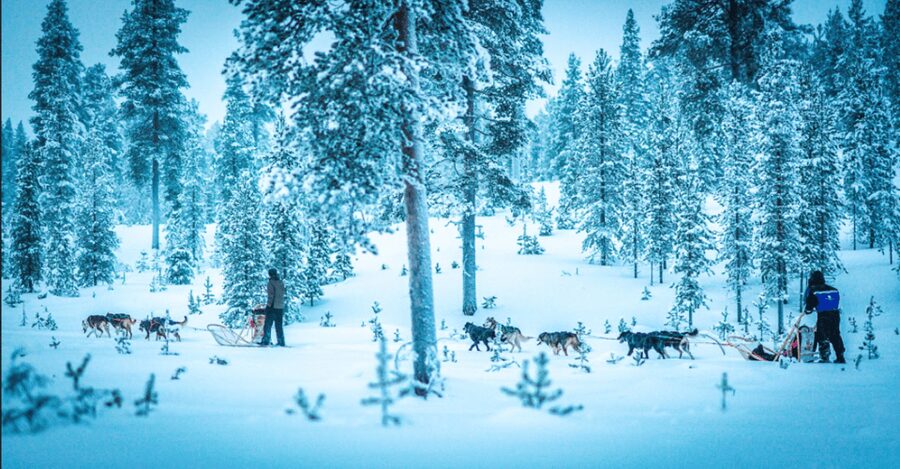 Saariselkä: Husky Safari with Aurora Borealis Hunt - Key highlights worth caring about