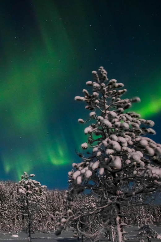 Saariselkä: Northern Lights Hunting Snowshoe Trip - Who should book this snowshoe aurora hunt (and who should skip it)