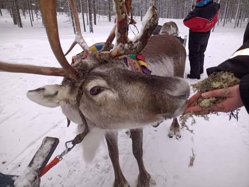 Saariselkä: Northern Lights & Reindeer Sledding Tour - Key Takeaways Before You Go
