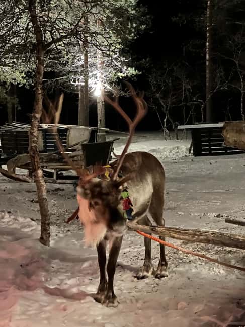 Saariselkä: Northern Lights & Reindeer Sledding Tour - The Campfire Break: Warmth, Hot Drinks, and Night-Woods Quiet