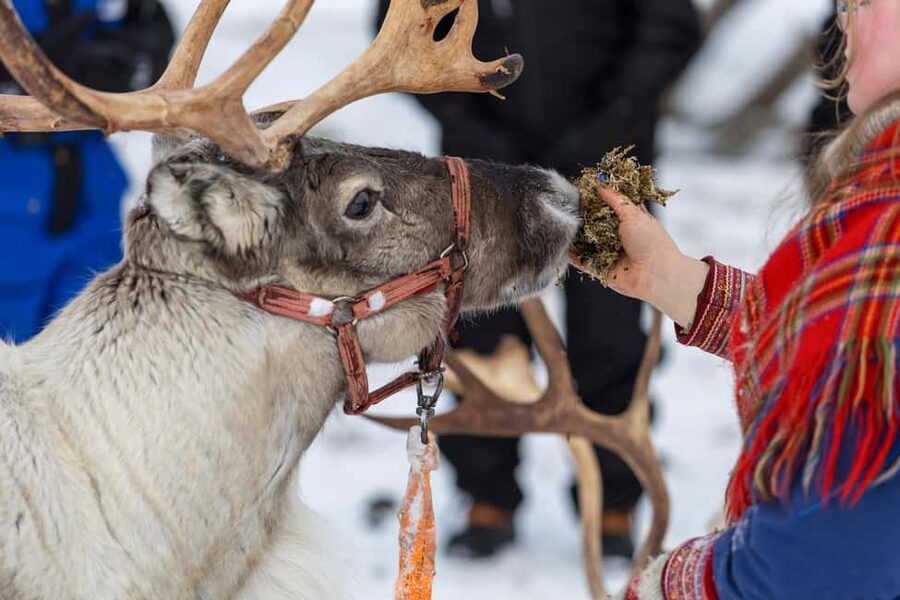 Sami Culture, Northern Lights & Reindeer Visit at Camp Tamok - Who this tour suits best