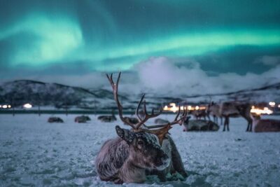 Sami Reindeer Camp Visit and Aurora Wonder Night - Inside the heated minibus: comfort that matters more than you think
