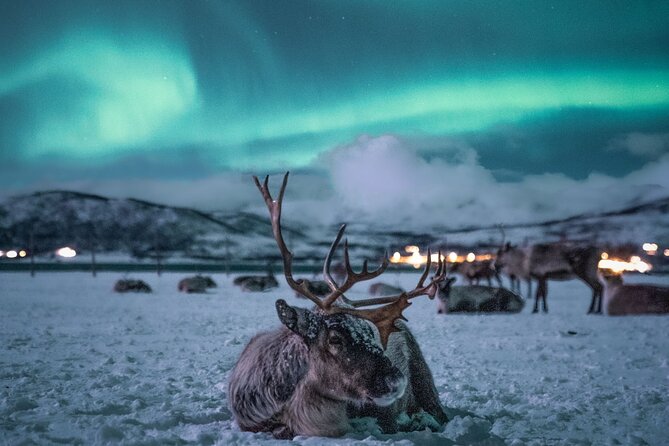 Sami Reindeer Camp Visit and Aurora Wonder Night - Inside the heated minibus: comfort that matters more than you think