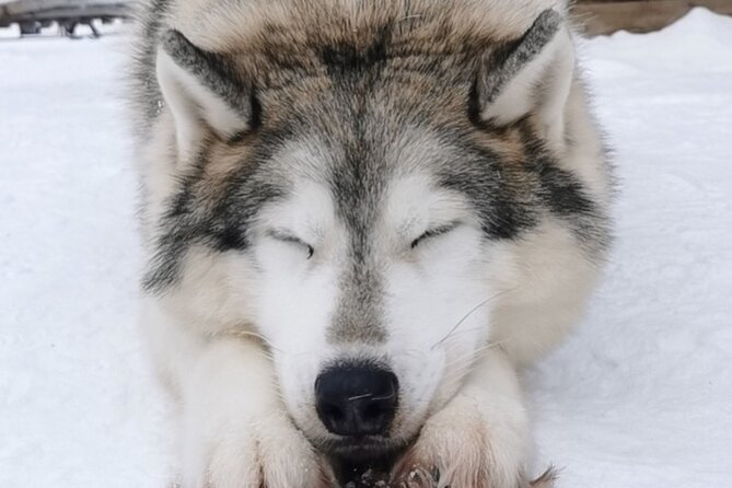 Santa's Reindeer & Husky Safari + Aurora BBQ in Rovaniemi - The day in Rovaniemi: pickup, a noon break, then aurora hunting
