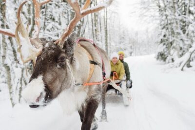 Santa's Reindeer & Husky Safari + Aurora BBQ in Rovaniemi - Lapland reindeer 400m: calm animals, closer observing, short ride