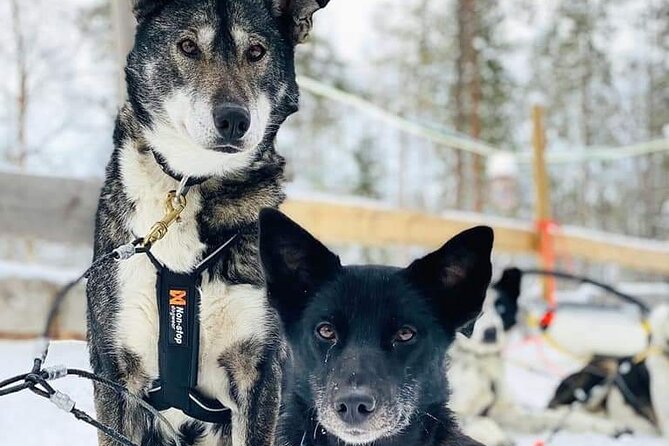 Santa's Reindeer & Husky Safari + Aurora BBQ in Rovaniemi - Evening aurora hunt: two observation spots and what the guide does