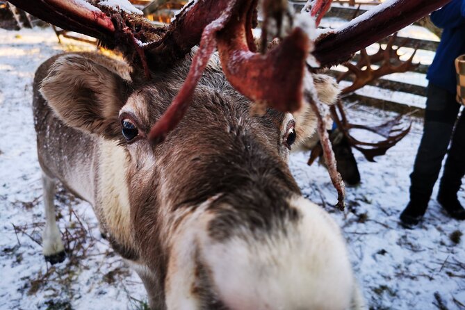 Santa's Reindeer & Husky Safari + Aurora BBQ in Rovaniemi - Aurora BBQ in a traditional Kota: sausages, marshmallows, and star time