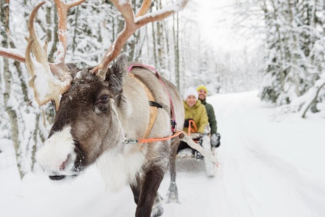 Santa's Reindeer & Husky Safari + Aurora BBQ in Rovaniemi - Lapland reindeer 400m: calm animals, closer observing, short ride