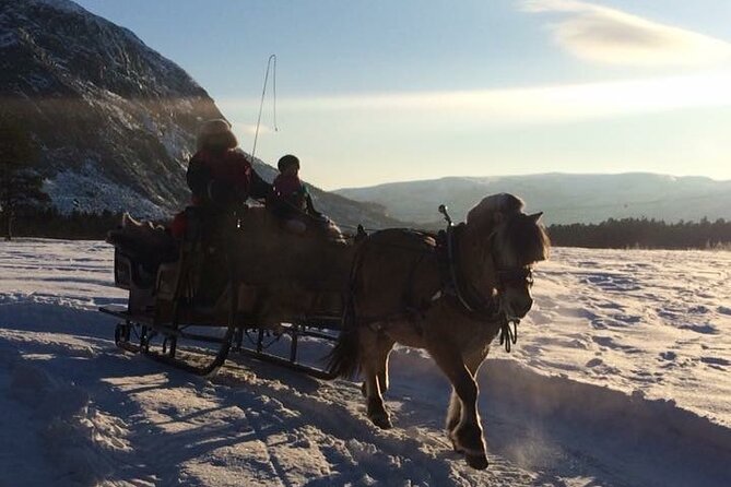 Sleigh ride Under The Northern Lights - Alta at 8:00 pm: timing you can plan around