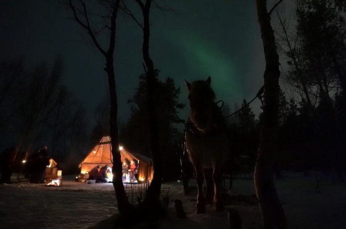Sleigh ride Under The Northern Lights - Price and value: what $321.96 buys in Alta