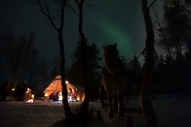 Sleigh ride Under The Northern Lights - Sleigh ride along the Alten River: slow travel with a view