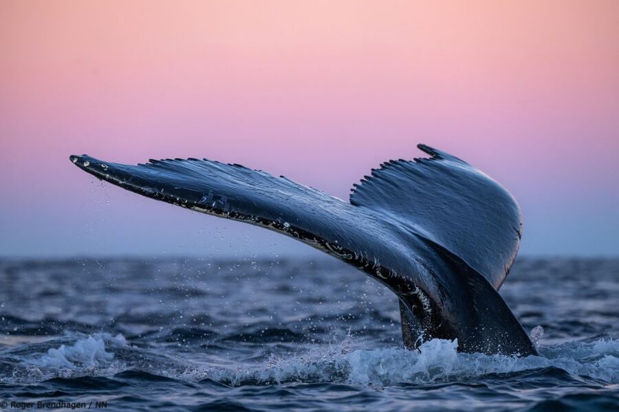 Tromsø: 24hr Northern Lights & Whale Watching Cruise - Morning in the fjords: breakfast at 08:00 and a glacier in sight