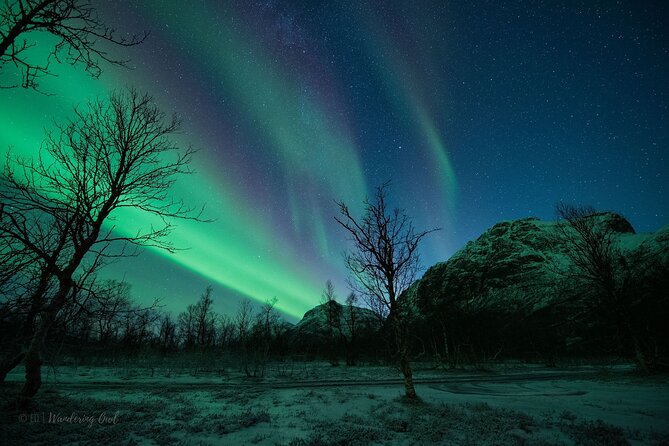 Tromsø: Express Aurora Hunt with Wandering Owl - The Guides Matter: When Evgeni, Ellie, Bart, and Jordan Turn Waiting Into Learning