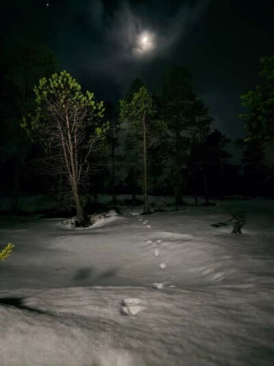 Tromsø: Northern Lights and a Starlit Adventure Tour - Headlamps On: The Guided Snow Hike to Your Secluded Shelter