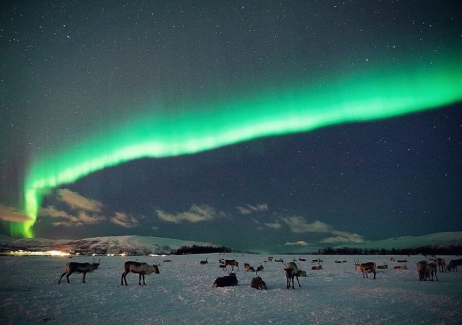 Tromsø: Reindeer Camp Dinner with Chance of Northern Lights - Warm Up in the Lavvu: Hot Drinks, Firelight, and Time to Breathe