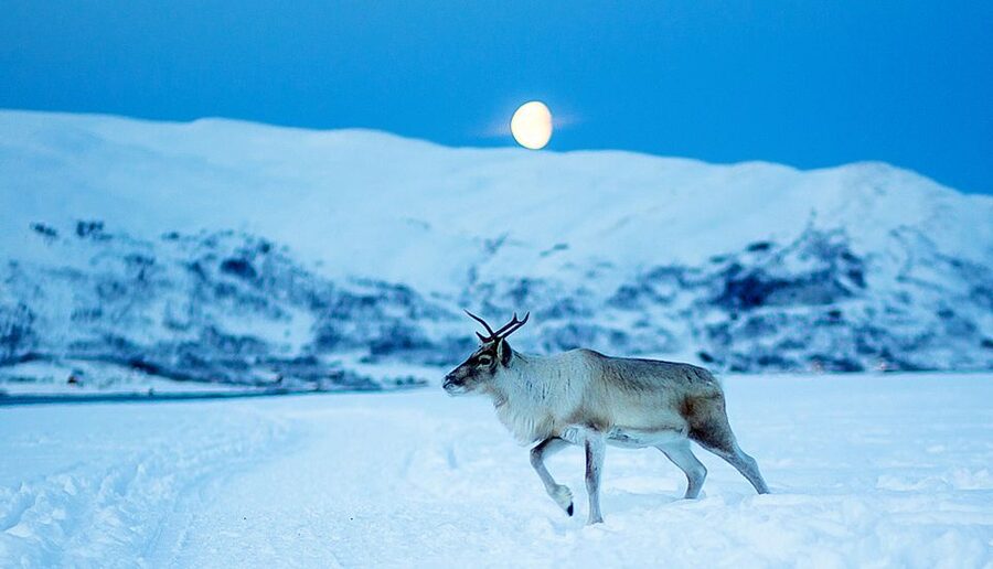 Tromsø: Reindeer Camp Dinner with Chance of Northern Lights - Feeding Time: How the Reindeer Experience Actually Feels