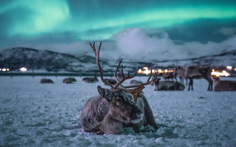 Tromsø: Reindeer Sled, Dinner, and Chance of Northern Lights - Getting to the Camp: Prostneset Pickup and a Clean, Timed Evening