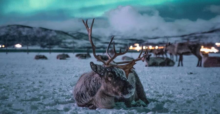 Tromsø: Reindeer Sled, Dinner, and Chance of Northern Lights - Feeding Around 300 Reindeer by Hand: The Closest Arctic Moment
