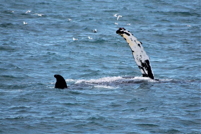 Whale Watching and Northern Lights Half-Day Combo Tour - Key takeaways before you go