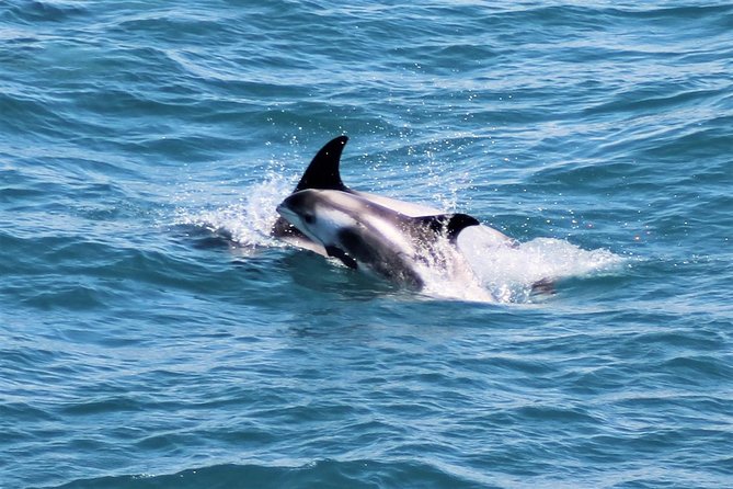 Whale Watching and Northern Lights Half-Day Combo Tour - The gap between trips: timing your evening so you’re not starving