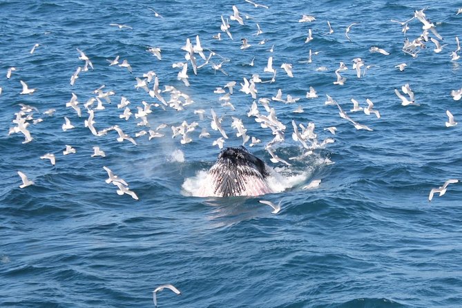 Whale Watching and Northern Lights Half-Day Combo Tour - What’s included (and what you’ll likely buy)