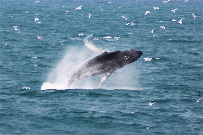 Whale Watching and Northern Lights Half-Day Combo Tour - Group size and deck reality: how to get a good whale view