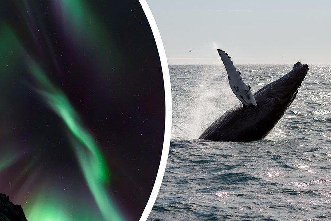 Whale Watching and Northern Lights Half-Day Combo Tour - Price and value: is $176 worth it for this combo?