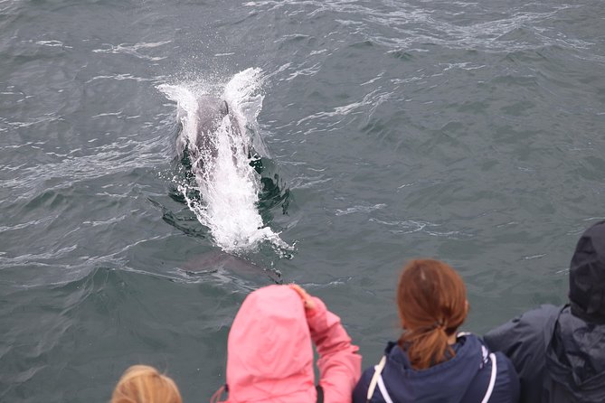 Whale Watching and Northern Lights Half-Day Combo Tour - Whale watching on the water: what to expect from the boat setup