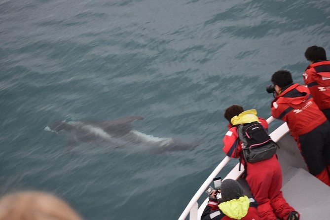 Winter Whale Watching and Northern Lights Cruise from Reykjavik - Key takeaways before you go
