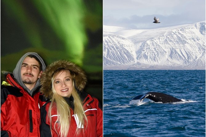 Winter Whale Watching and Northern Lights Cruise from Reykjavik - Whale watching first: what you’re really doing on the 3-hour cruise