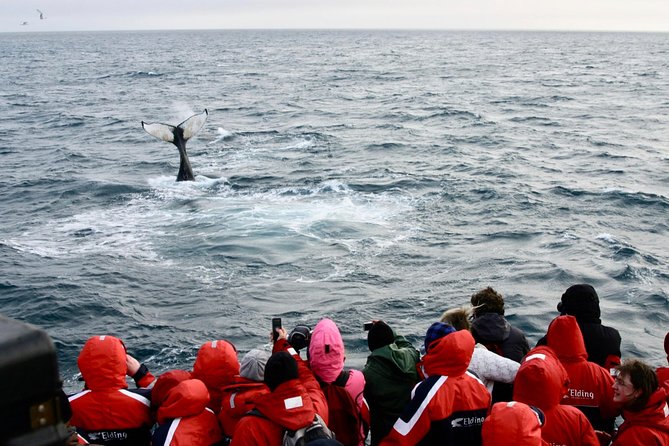 Winter Whale Watching and Northern Lights Cruise from Reykjavik - Northern lights from the water: what to expect on the 2-hour cruise