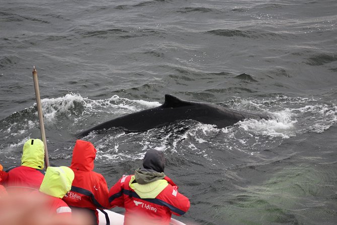 Winter Whale Watching and Northern Lights Cruise from Reykjavik - Staying warm at sea: coveralls, blankets, and smart packing