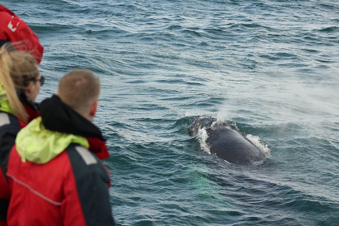 Winter Whale Watching and Northern Lights Cruise from Reykjavik - What costs extra and what you can ignore